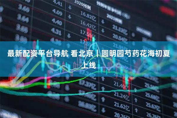 最新配资平台导航 看北京｜圆明园芍药花海初夏上线
